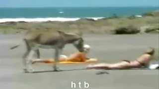 sub-khác nhau, phim xes bien thai