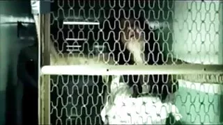 Thiếu vụng về, mình dây, mang lại và fuck xes hoc xinh